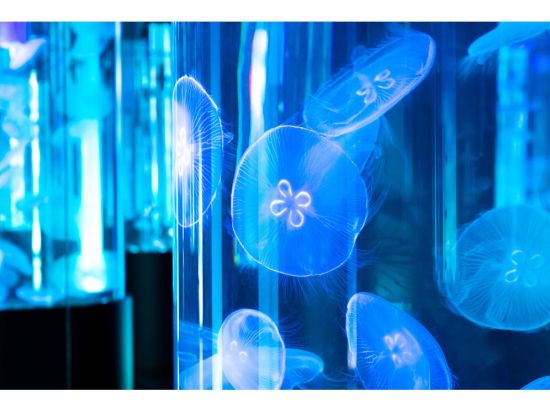 DMMかりゆし水族館チケット 新しいカタチのエンターテイメント水族館 お得にラクラク観光を楽しもう♪＜指定日から60日間引換OK／豊見城市＞