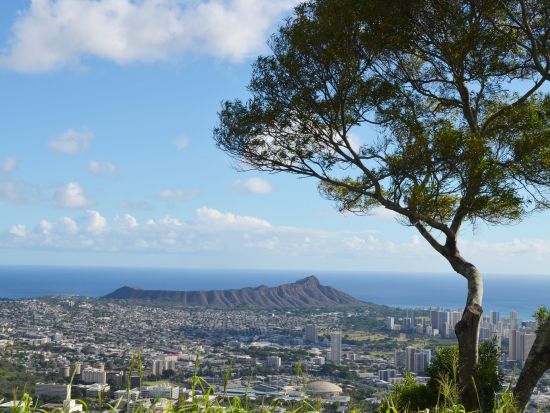 オアフ島半日観光　KCCファーマーズマーケット＋カイムキタウン＋カハラモール＋タンタラスの丘＋マノア・マーケットプレイスを巡る＜土曜日／英語または日本語ガイド＞