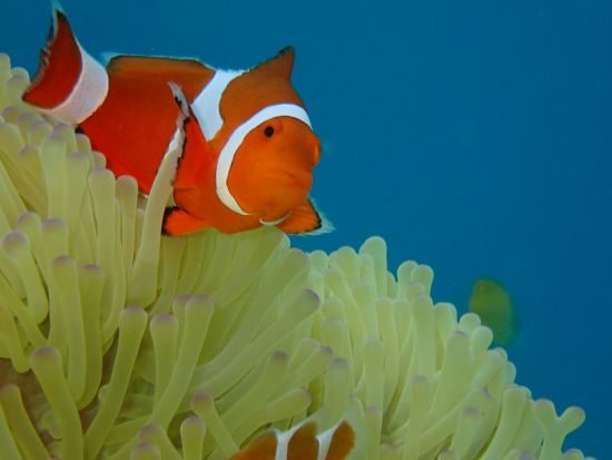 石垣島シュノーケルツアー マンタとウミガメを探す神秘的な感動体験＜器材・ウェットスーツレンタル無料／午前 or 午後／2.5～3時間＞by ラクーアマリンクラブ