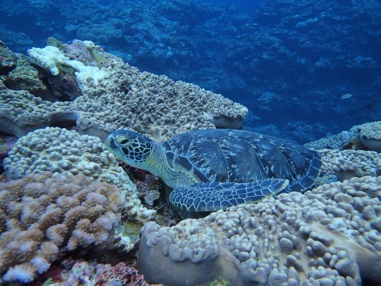石垣島シュノーケルツアー マンタとウミガメを探す神秘的な感動体験＜器材・ウェットスーツレンタル無料／午前 or 午後／2.5～3時間＞by ラクーアマリンクラブ