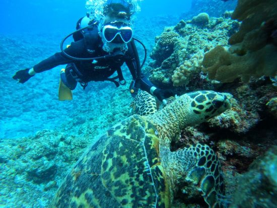 石垣島体験ダイビングツアー　マンタとウミガメ探しの旅へ出かけよう＜器材・ウェットスーツレンタル無料／午前 or 午後／2.5～3時間＞by ラクーアマリンクラブ