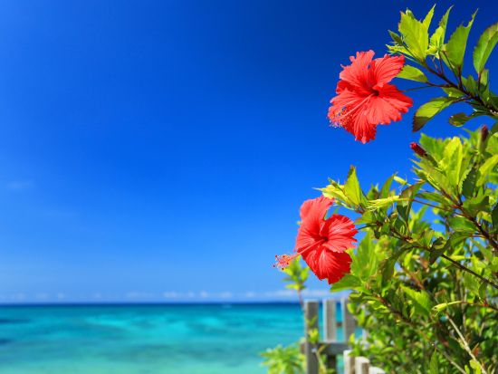 レンタカー予約サービス 選べる車種（コンパクト、セダン、ワンボックス等）免責補償料込み＜1日～／空港送迎無料／那覇＞