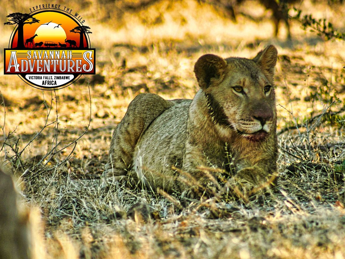 ザンベジ国立公園サファリツアー ビッグファイブを間近で観察