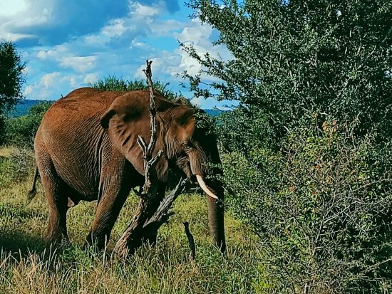 ザンベジ国立公園サファリツアー　ビッグファイブを間近で観察！オープン4輪駆動車でゲームドライブへ＜英語／ビクトリアフォールズ発＞