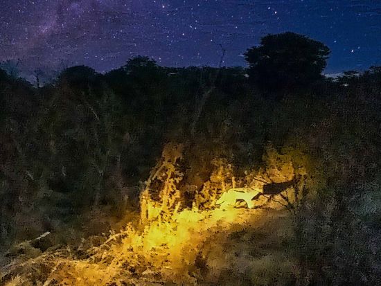 ナイトサファリツアー　暗闇の中で夜行性野生動物観察！興奮とスリルを体験＜英語／ビクトリアフォールズ発＞