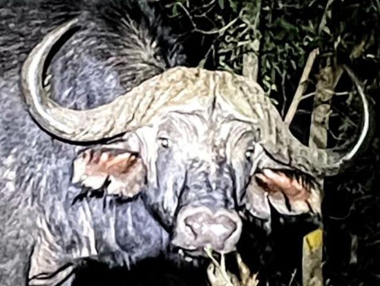 ナイトサファリツアー　暗闇の中で夜行性野生動物観察！興奮とスリルを体験＜英語／ビクトリアフォールズ発＞