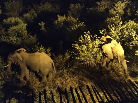 ナイトサファリツアー　暗闇の中で夜行性野生動物観察！興奮とスリルを体験＜英語／ビクトリアフォールズ発＞