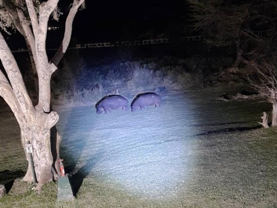 ナイトサファリツアー　暗闇の中で夜行性野生動物観察！興奮とスリルを体験＜英語／ビクトリアフォールズ発＞