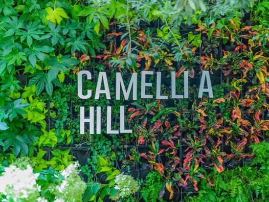 camelliahill4