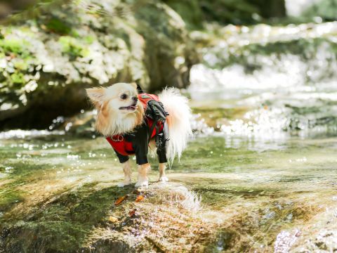 【愛犬・愛猫連れOK】定山渓 豊平川ちびっこラフティングツアー  1歳からできる川遊びツアー！流れがゆるやかで小さなお子様も安心♪＜4～11月／埜のてらす集合＞