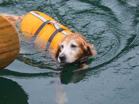 【愛犬・愛猫連れOK】定山渓 豊平川ゆったりカヌーツアー 豊かな自然あふれる渓谷の間…。景色を眺めながらゆったり進もう＜4～11月／中学生以上／埜のてらす集合＞