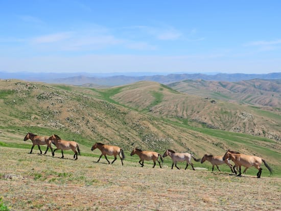 Mongolia_Khustain Nuruu National Park_pixta_65862133
