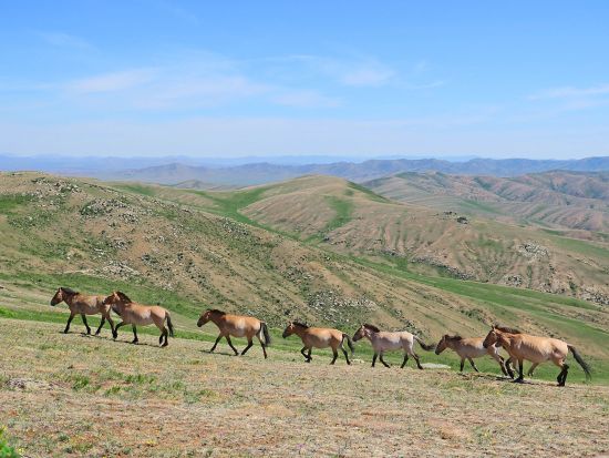 【4泊5日】3つの国立公園を巡る！ホスタイ国立公園＆ボグド山国立公園＆テレルジ国立公園 ロケ地巡り付き＜食事付き／日本語ガイド／チンギスハーン国際空港発着＞