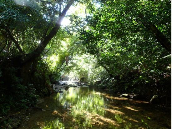 1組限定貸切ター滝リバートレッキング　ター滝を目指して川の中を歩いたり泳いだり楽しみ方は自由！＜撮影あり／大宜味村＞