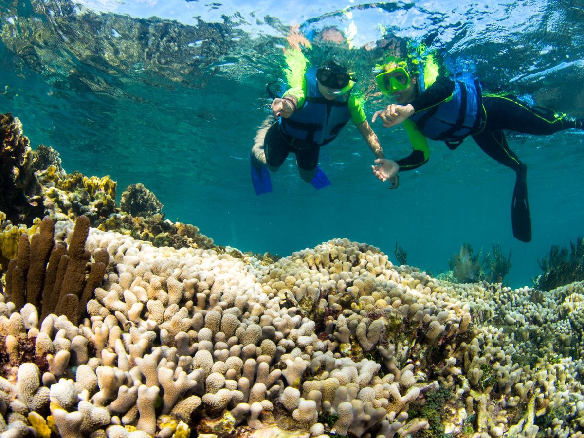 カリブ海シュノーケリングツアー プンタ・ニズックでサンゴ礁や色