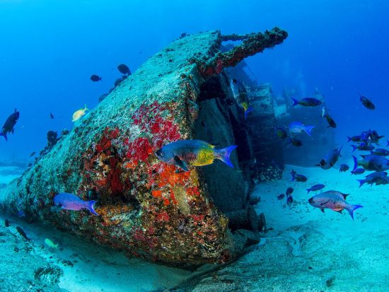 ファンダイビング　沈没船C-58「ジェネラルアナヤ号」やサンゴ礁が美しいスポットへご案内＜ボート／2ダイブ＞