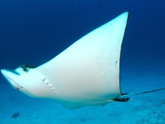 ファンダイビング　マンチョネスリーフ or MUSA水中美術館（海底美術館）へご案内＜ボート／1ダイブ＞