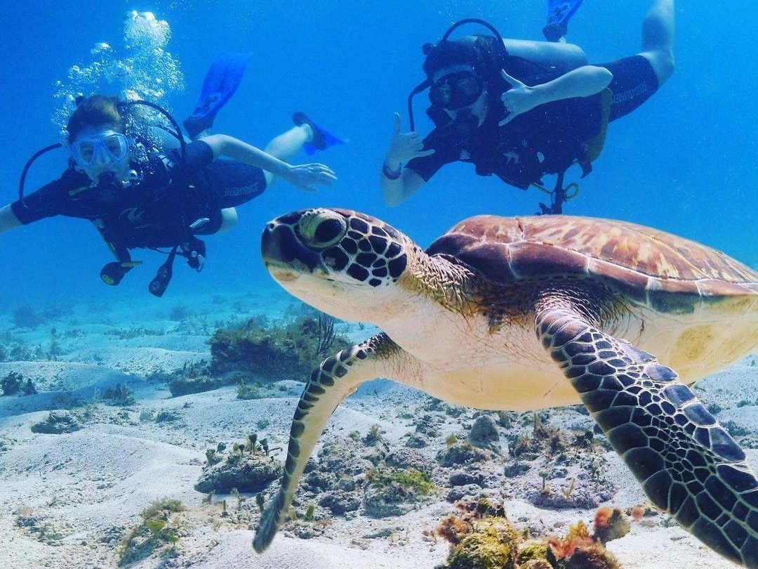 ダイクン ダイビング 軽器材 3点セット アロペック SQUARE STREAM TURBO FLEX