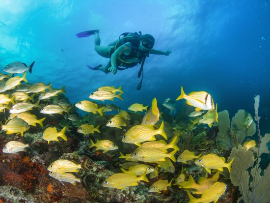 ファンダイビング　マンチョネスリーフ or MUSA水中美術館（海底美術館）へご案内＜ボート／1ダイブ＞