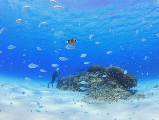 日帰りファンダイビング ライセンス保持者対象◎2ダイブでケラマブルーをとことん堪能＜ボートエントリー／約1時間30分／渡嘉敷島＞