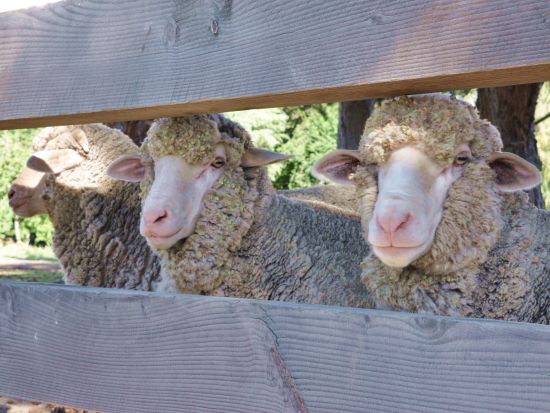 ブレーマーステーション4WD半日ツアー　マウントクックやプカキ湖など自然あふれる景色を4WDで疾走 ＜英語ドライバーガイド／テカポ発＞