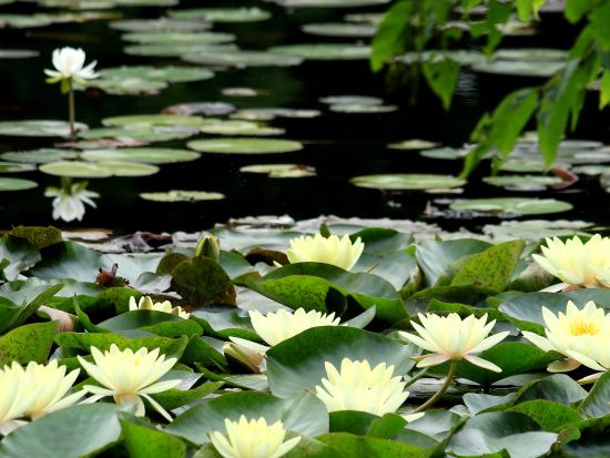 1組限定オーダーメイドツアー 100分間で自分の行きたいコースへガイドがご案内♪＜大沼国際交流プラザ集合＞