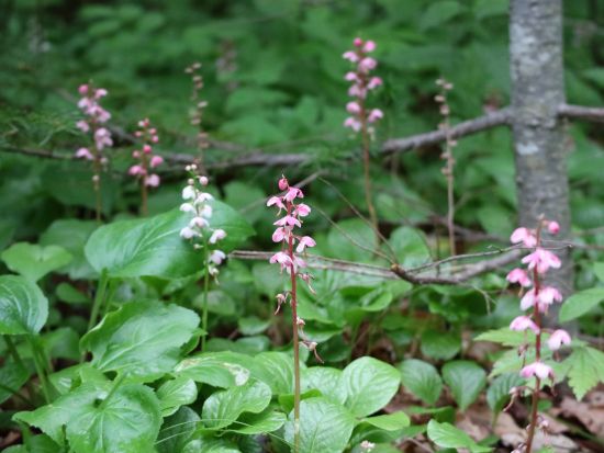 1組限定オーダーメイドツアー 100分間で自分の行きたいコースへガイドがご案内♪＜大沼国際交流プラザ集合＞