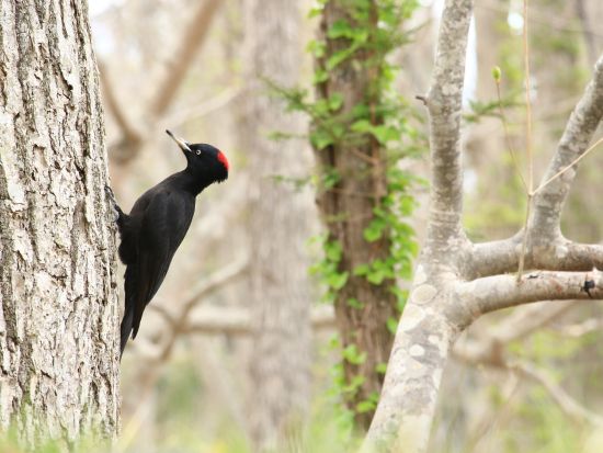 1組限定オーダーメイドツアー 100分間で自分の行きたいコースへガイドがご案内♪＜大沼国際交流プラザ集合＞