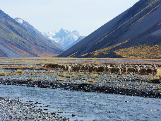 キャスバレー4WD半日ツアー　マッケンジーカントリーの高原地帯にある美しい渓谷や高山の湖を4WDで探索 ＜英語ドライバーガイド／テカポ発＞