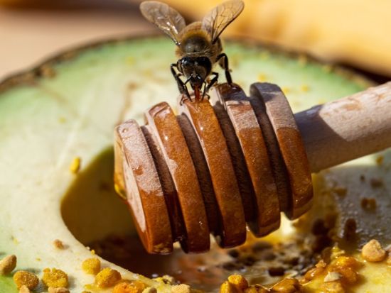 オアフ島ノースショア ハニーファーム見学ツアー　はちみつ試食付き ＜半日／英語ガイド＞