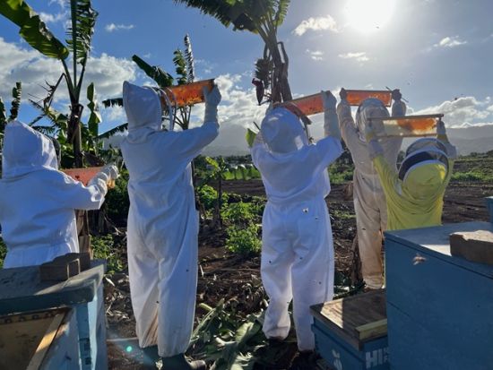 オアフ島ノースショア ハニーファーム見学ツアー　はちみつ試食付き ＜半日／英語ガイド＞