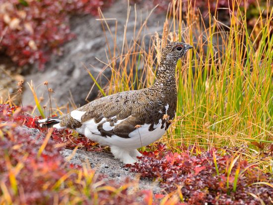 Toyama_Tateyama_pixta_5762789_M
