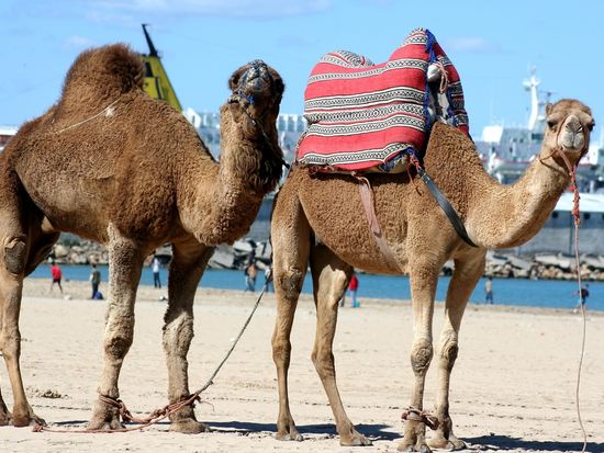 Morroco_Tangier_shutterstock_80117845