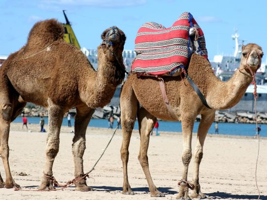 【都市間送迎】カサブランカ⇔タンジェ市内　貸切専用車で快適移動！＜1～5名／英語ドライバー＞*1台あたり料金