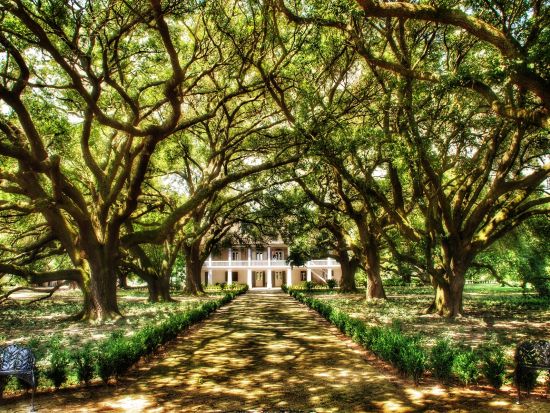 ホイットニー・プランテーション観光ツアー　歴史ある農園を見学し、アメリカ奴隷貿易の過去に触れる ＜英語音声ガイド＞
