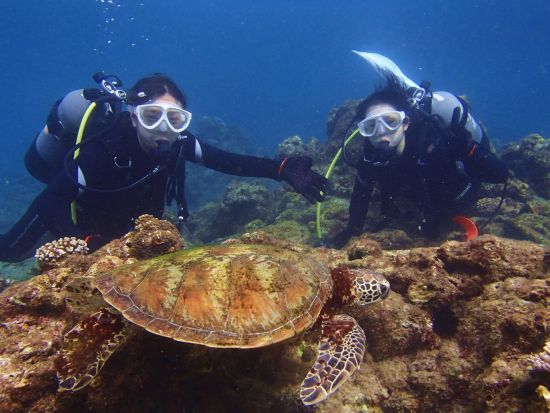 体験ダイビング半日ツアー　屋久島公認ガイド石原さんがご案内 360度カメラで撮影した記念写真付き ＜ビーチエントリー／1ダイブ＞ by aqua style