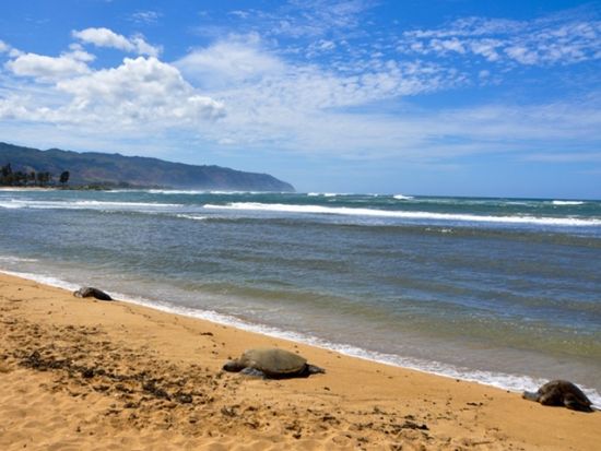 ノースショア（ハレイワ）観光＋星空観測ツアー　ドールプランテーション＋ハレイワ自由散策付き＜午後発／日本語ガイド＞