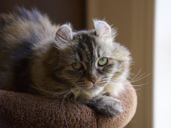 福岡発大分日帰りバスツアー　由布院とアフリカンサファリへ！金鱗湖や地獄めぐりも堪能 ＜火木土／博多発着＞