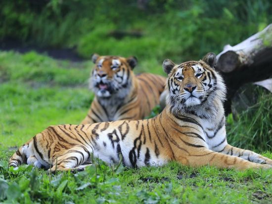 福岡発大分日帰りバスツアー　由布院とアフリカンサファリへ！金鱗湖や地獄めぐりも堪能 ＜火木土／博多発着＞