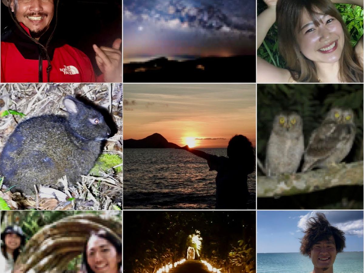 世界自然遺産・奄美大島・神秘の森クロウサギナイトツアー 遭遇率100