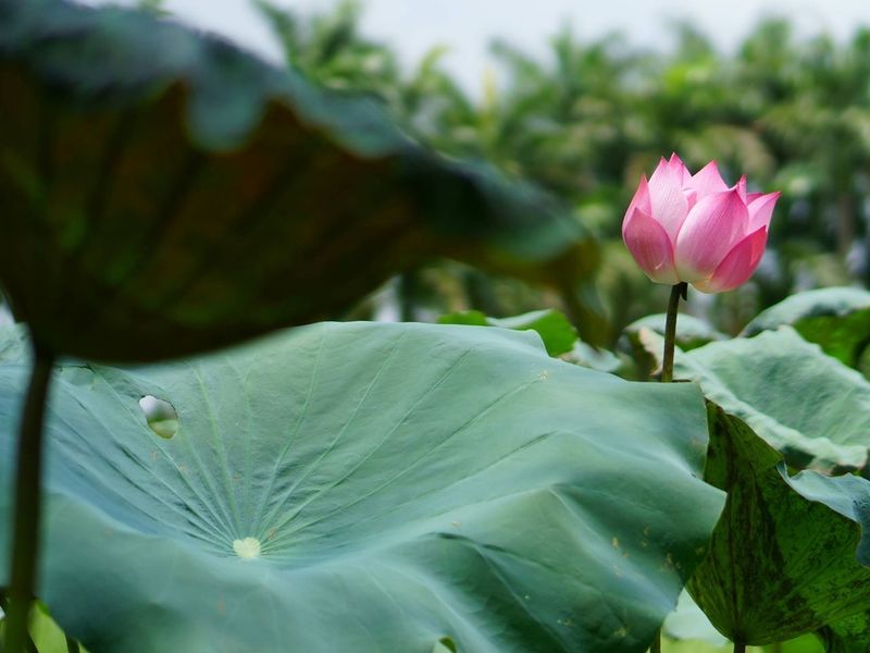 Hano_Lotus_pixta_69076096_M