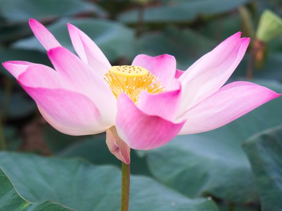 Hanoi_Lotus_pixta_41180969_M