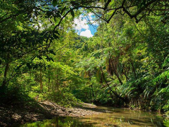 Okinawa_yanbaru_forest_jungle_AdobeStock_61224625