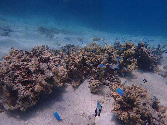 シュノーケリング＋マリンアクティビティ　パラセーリングやジェットスキーなどから選択可能＜日本語インストラクター／ホテル送迎付き＞by パンパシフィックダイバーズ