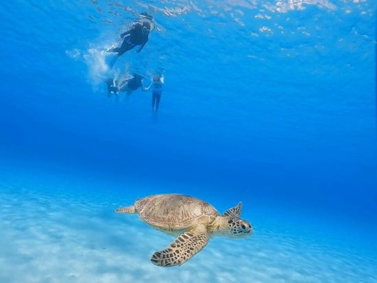 【ボート貸切】加計呂麻島ボートシュノーケリング＋島内観光 大自然を満喫してリフレッシュ＜2名～／約3時間／生間港発着＞ byカケロマアイランドリトリートハレハレ