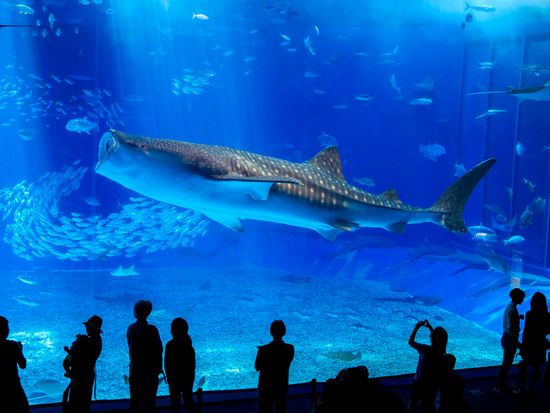 美ら海水族館 (2)