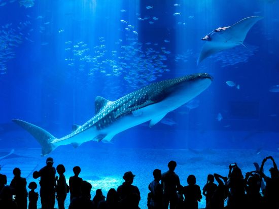 【中国語ガイドがご案内！】沖縄北部バスツアー 人気観光スポットを一日で巡ろう◎＜約10時間／那覇発＞