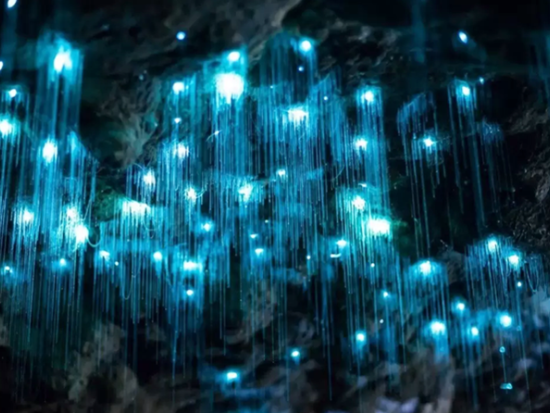 ワイトモ鍾乳洞探検1日ツアー　2つの洞窟「スペルバウンド＋スピリット洞窟」を訪問！土ボタルの写真撮影も可能♪＜日本語ガイド／オークランド発＞