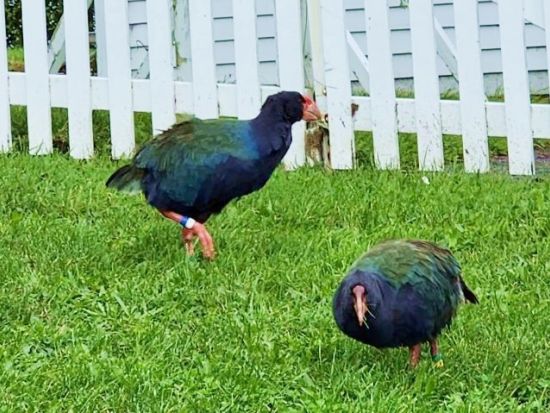 ティリティリマタンギ島1日ツアー　野鳥の楽園でバードウォッチングとハイキングを満喫！＜日本語ガイド／オークランド発＞