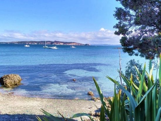 ティリティリマタンギ島1日ツアー　野鳥の楽園でバードウォッチングとハイキングを満喫！＜日本語ガイド／オークランド発＞